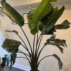 Bird of paradise + pot