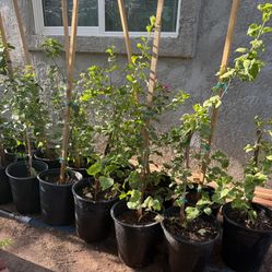 Bougainvillea plants in 5-gallon pots. I have them in white with pink, white, and pink. $30 each, firm price.