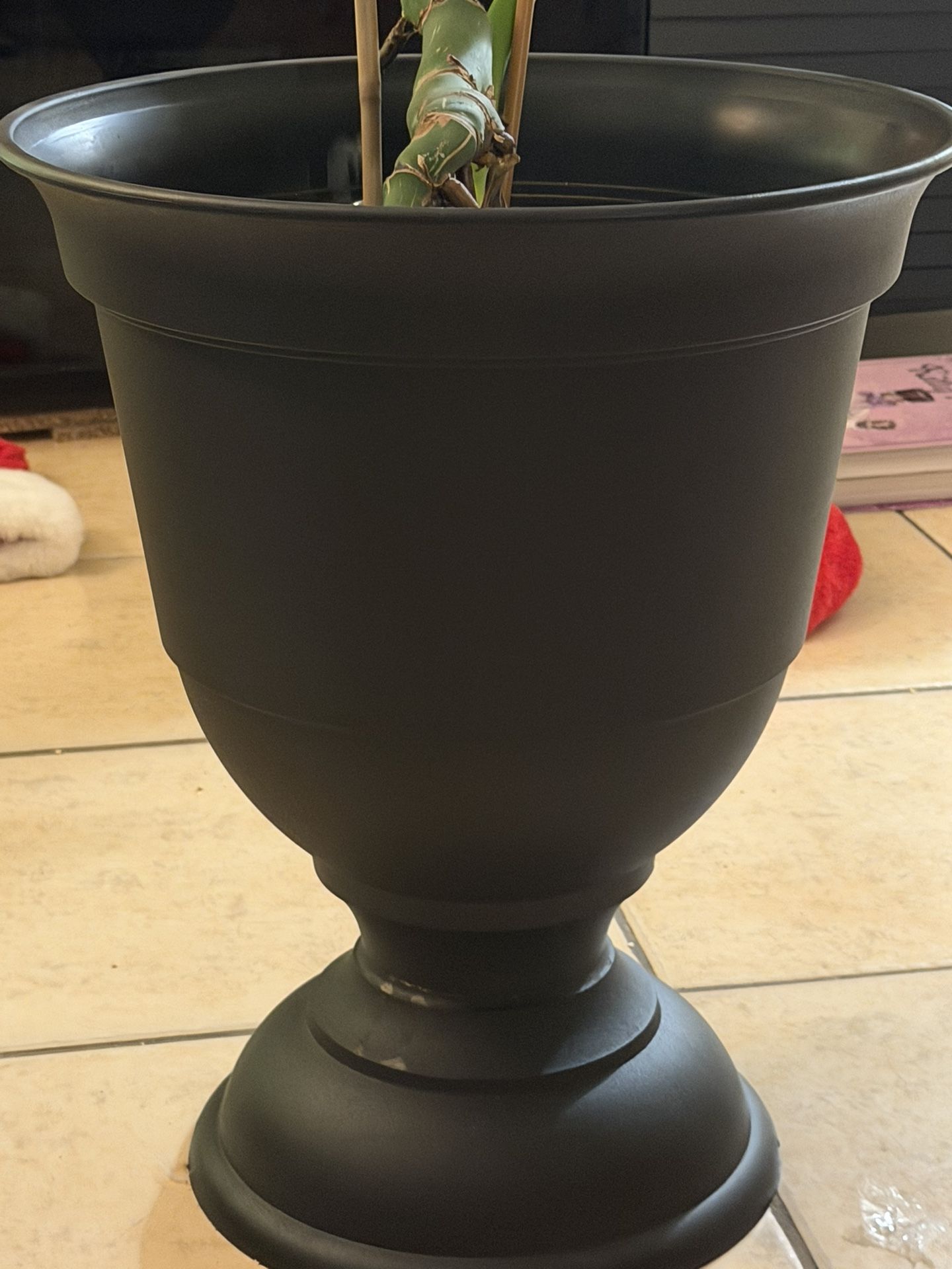 Two Pots With Plants