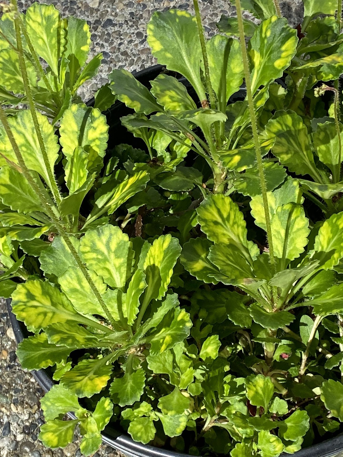 Variegated Saxifraga / Rockfoil