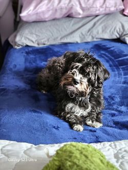 Queen size Dream Cloud Bed With a adjustable Frame