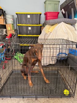 Dog Kennels (Doberman)