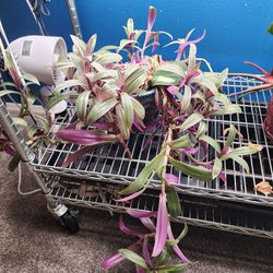 Tradescantia House Plant 