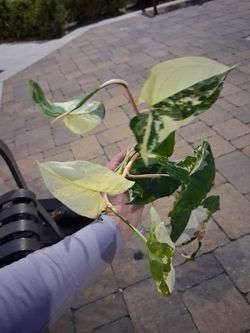 Highly varigated Syngoniam albo plant