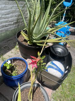 Aloe Vera