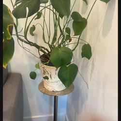 Beautiful Growing Monstera Plant with vase and stand 