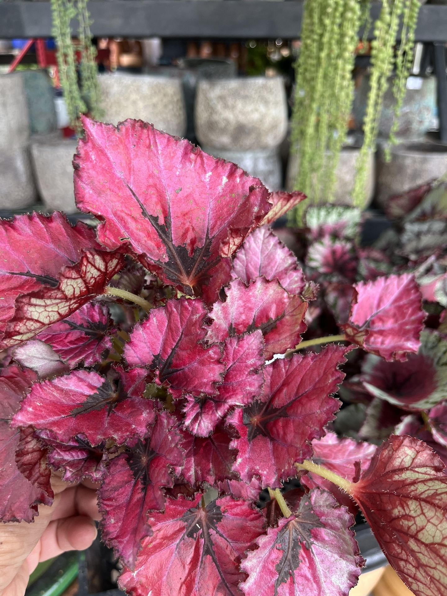 Rex Begonias In 4” Pots $8 Each