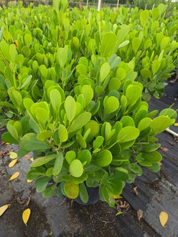 clusias podocarpus About 4  feet tall over the pot Instant privacy Hedge for fence green full  minimum  qty 20+