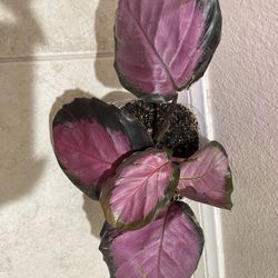 4 Different Plants For $50