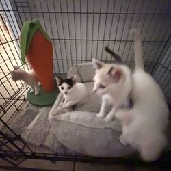 Free Cat