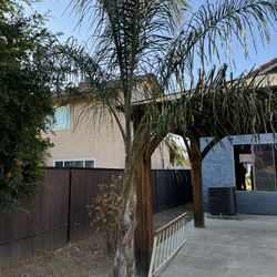Palm Trees for Sale 