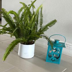Real Boston Ferns Plants And Candle Holder Both $10
