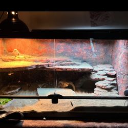 Bearded dragon with tank