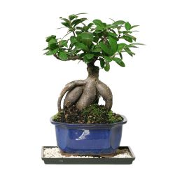 Ficus Ginseng Bonsai Tree in Blue Pot