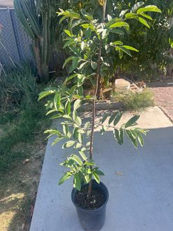 Guava tree