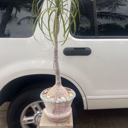 Ponytail Palm