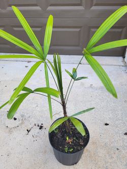 Little Lady Palm 