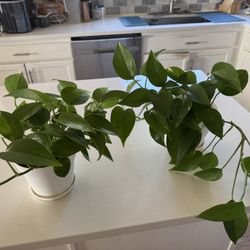 Set Of Two Healthy Pothos Plants In 6” White Pots