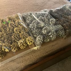 Colored Pinecones