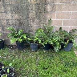 Ferns shade plants