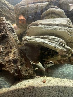 Fishh decor
