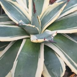 Agaves Plant.