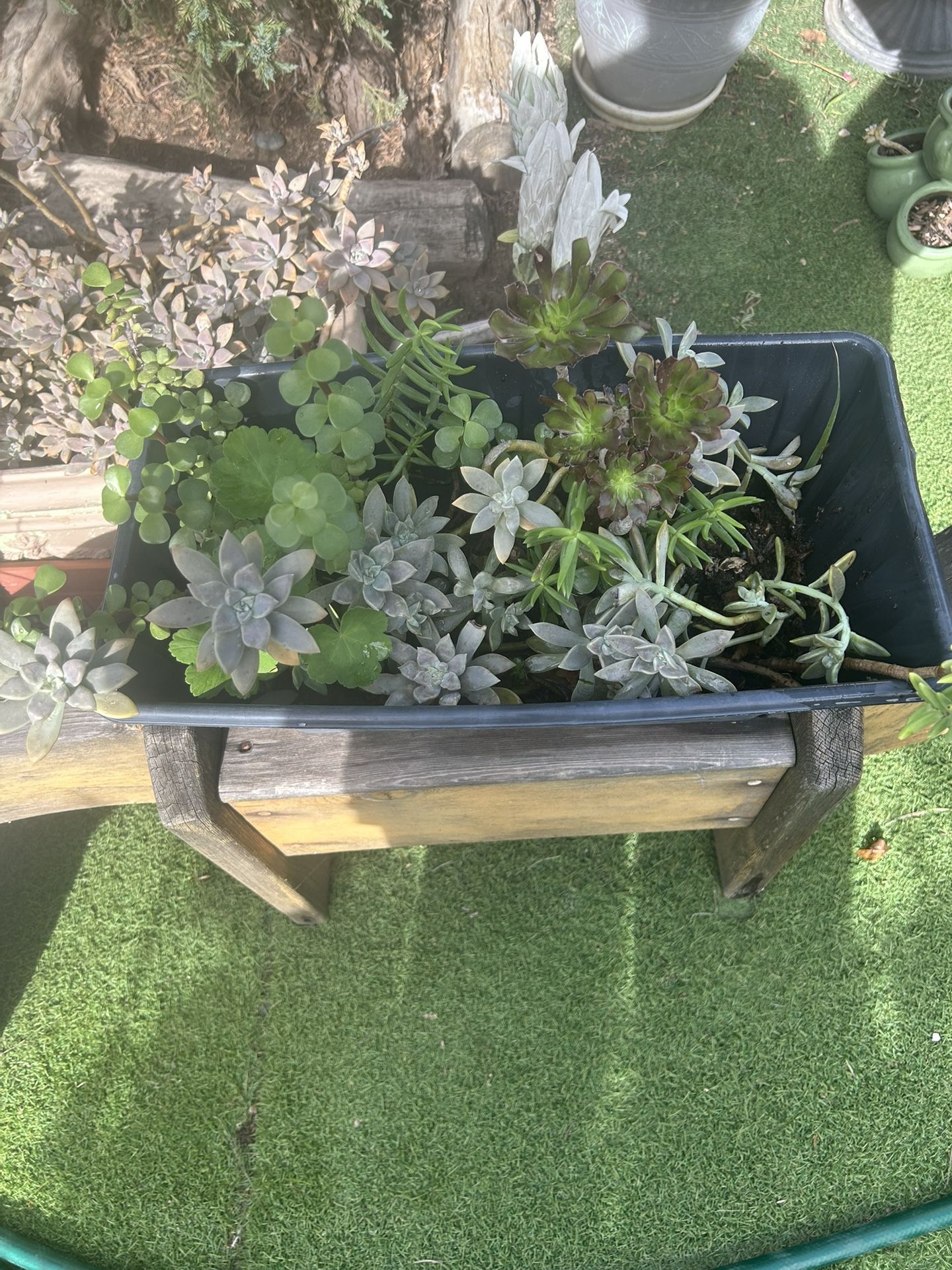 BEAUTIFUL SUCCULENTS 🌸🌸🌷🌷🌺🌺