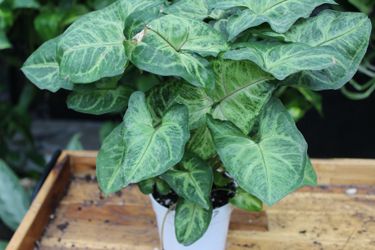 Syngonium