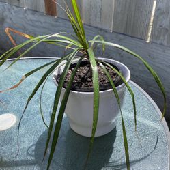 Dracaena Marghata