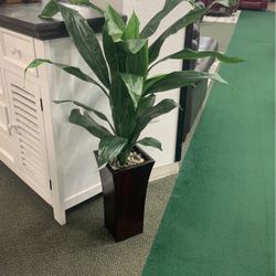 Large Plant