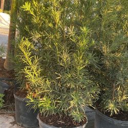 Podocarpus - 7gl