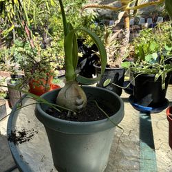 Pregnant Onion   Unusual Plant  Not Edible 