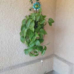 Nice Green Plant