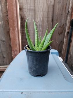 Aloe Vera 🪴 