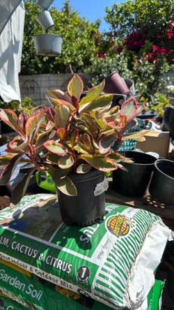 Pinces tree plant