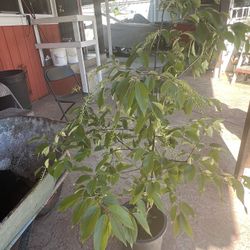 Capulín Cherry Tree 