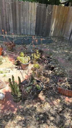 Free Succulents