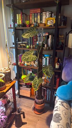 Philodendron verrucosum