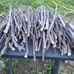 Fig Tree Cuttings – Very Productive & Extremely Sweet