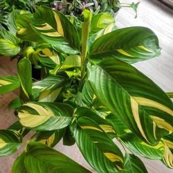 LIVE Rare Calathea/Prayer Starter Plant For Indoor Outdoor Houseplants 