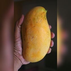 Mallika Dwarf Indian Mango Grafted Arboles De Mango Injertados Mallika 