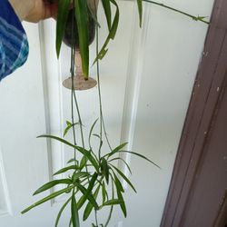 Planta De 🕷️