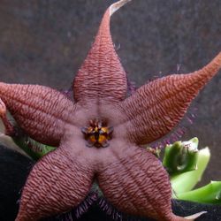 Stapelia Schinzii Plants 🪴🤎