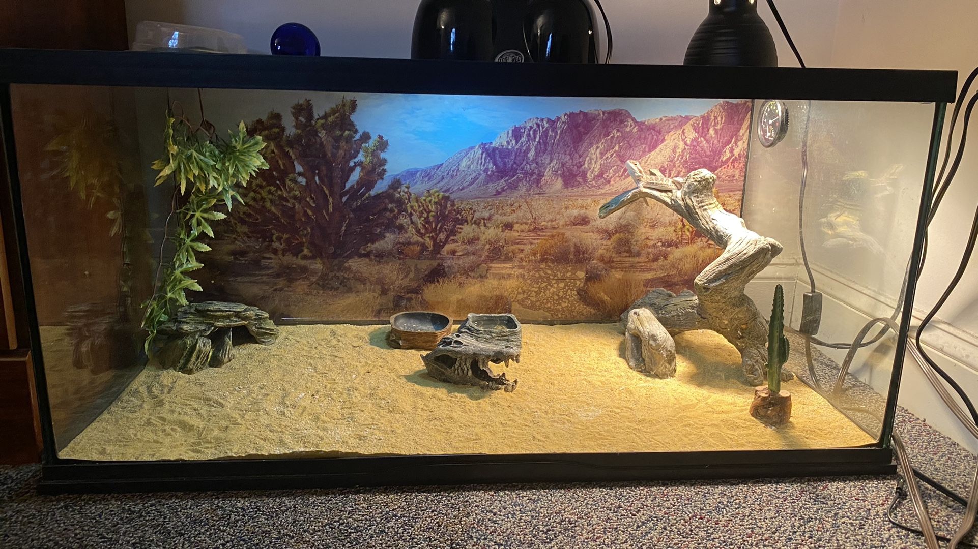 2-3 Month Old Bearded Dragon
