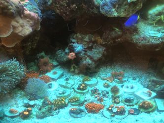 Saltwater corals