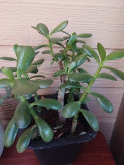 Planta de jade