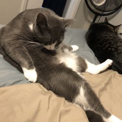 Lost Cat In Seminole area