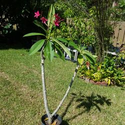 4.5 FH Plumeria tree 4 years old $35.00