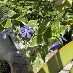 Outdoor Plant