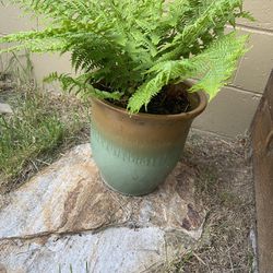 Green/Tan  Ceramic Planter With 2 Fern Plants 